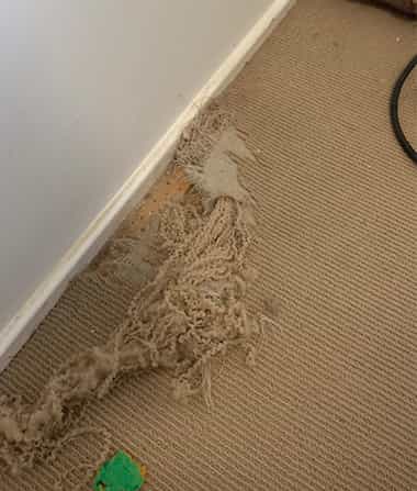 Carpet Repair Service