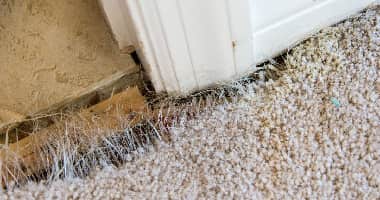 Carpet Pet Damage Repair